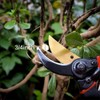 SEEYC Professional 8 inches Premium Titanium Bypass Pruning Shears, Premium