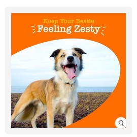 8-in-1 Multivitamin Bites Healthcare Dietary Supplement Edible Fitness:_3 Pack Bundle_Chicken