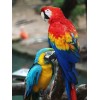 Mazuri Large Bird Loros Guacamayas Alimento Balanceado 650gr