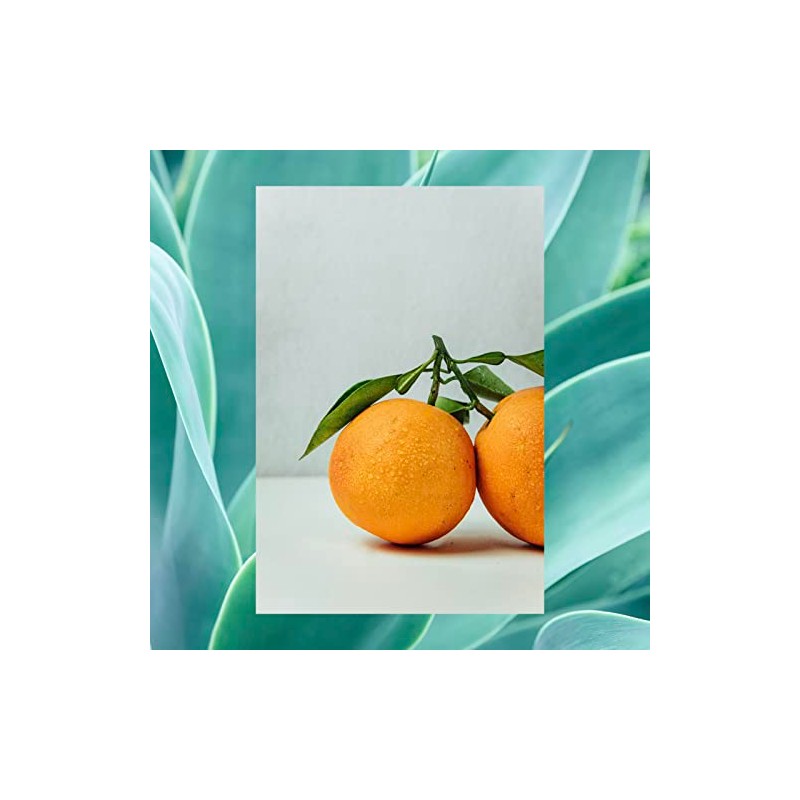 Men's Body Wash | Eucalyptus + Cedar Leaf | 25