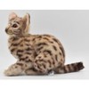 Hansa 7844 Leopard Cat 35cm.L
