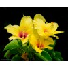 Hibiscus Palm Home Fragrance Oil for Oil Warmer and Mist
