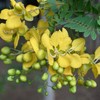 Outsidepride Partridge Pea - 1000 Seeds