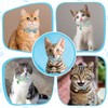 2 Pack Cotton Cat Collar for Soft Breakaway, Kitten Collar