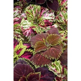 15 Seeds Pelleted Seeds Coleus Kong Empire Mix Giant Coleus edlcy (Seeds)