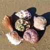 Natural Hermit Crab Shells, Hermit Crab Supply, Large Small and