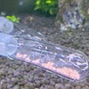 4 Pack Clear Glass Planaria Trap Catch Trap Aquarium Leech
