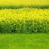 Outsidepride Black Mustard Seeds - 5000 Pcs Nutrient-Rich, Flavorful Annual