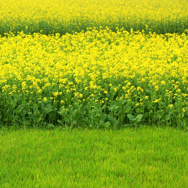 Outsidepride Black Mustard Seeds - 5000 Pcs Nutrient-Rich, Flavorful Annual