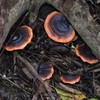 Mini Reishi Mushroom Wall Shelves, Premium Simulation Mushroom Shelf Decoration