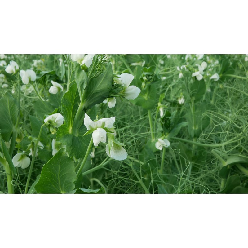 Hale Habitat & Seed Winter Pea Food Plot Seed, 5