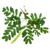 Earthcare Seeds Siberian Pea Shrub 50 Seeds (Caragana arborescens) Heirloom