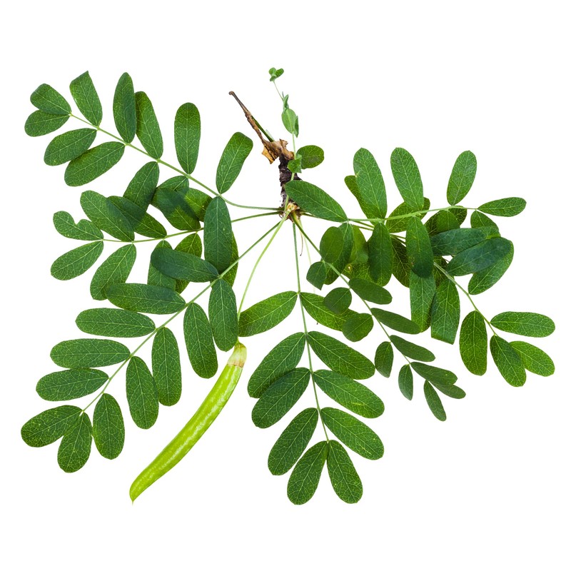 Earthcare Seeds Siberian Pea Shrub 50 Seeds (Caragana arborescens) Heirloom