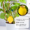 IRRVIN Automatic Watering Equipment, Plants, Automatic Watering, Potted Plants, Set