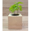Feel Green 296664 Celebrations Ecocube, Chili Habanero, Wooden Cube with