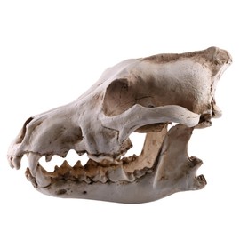 Animals Animals Wolf Skull Model Props Resin Wolf Head Skeleton Model Animal Skull Sculpture for Teaching Prop Home Office Decoration Reptile Decor Reptile Decor