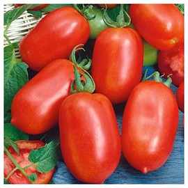 Everwilde Farms - 1 Lb Roma Tomato Seeds - Gold Vault