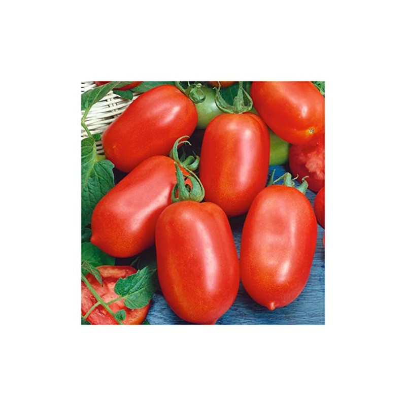 Everwilde Farms - 1 Lb Roma Tomato Seeds - Gold