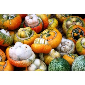 Pumpkin Turk’s Turban 10 Seeds Ornamental Decorative Turban Squash Mushroom Pumpkin Gourd Non-GMO