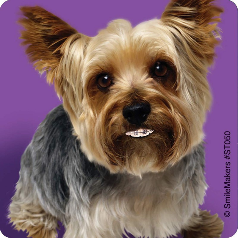 SmileMakers Dogs with Braces Dental Stickers - Prizes and Giveaways