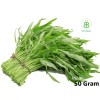 Fresh Rado 12 Trellis Leaf Water Spinach Seeds - High