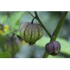Seeds Purple Physalis Vegetable Heirloom for Planting Non GMO