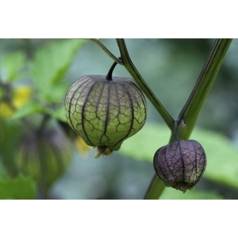 Seeds Purple Physalis Vegetable Heirloom for Planting Non GMO