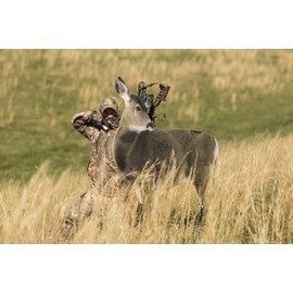 MONTANA DECOY Miss Muley