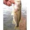Creek Edge Bass Mini Popper Vibration, 10 Pieces, 2.0 inches
