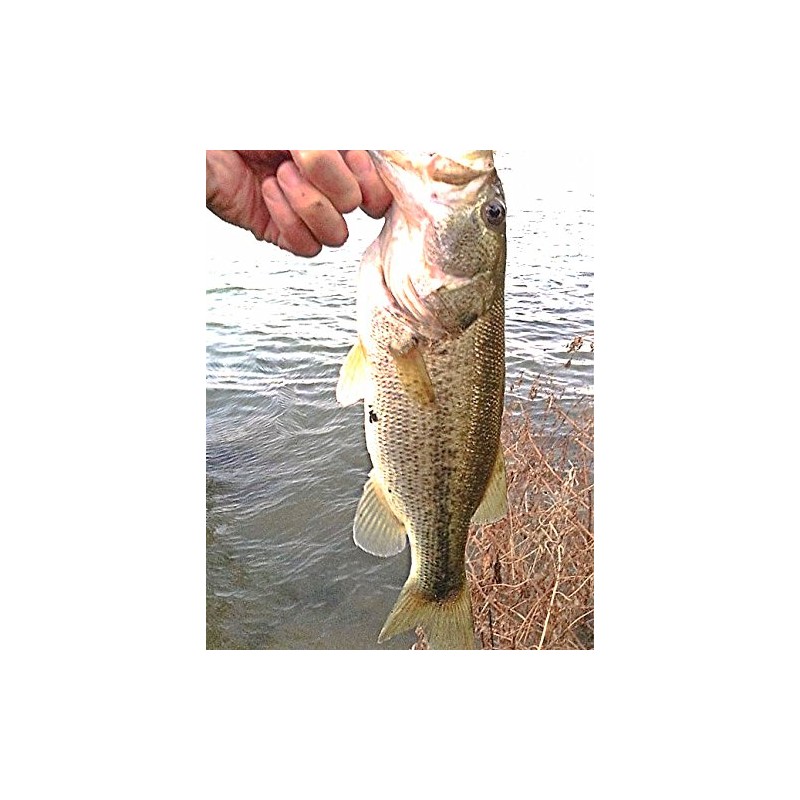 Creek Edge Bass Mini Popper Vibration, 10 Pieces, 2.0 inches