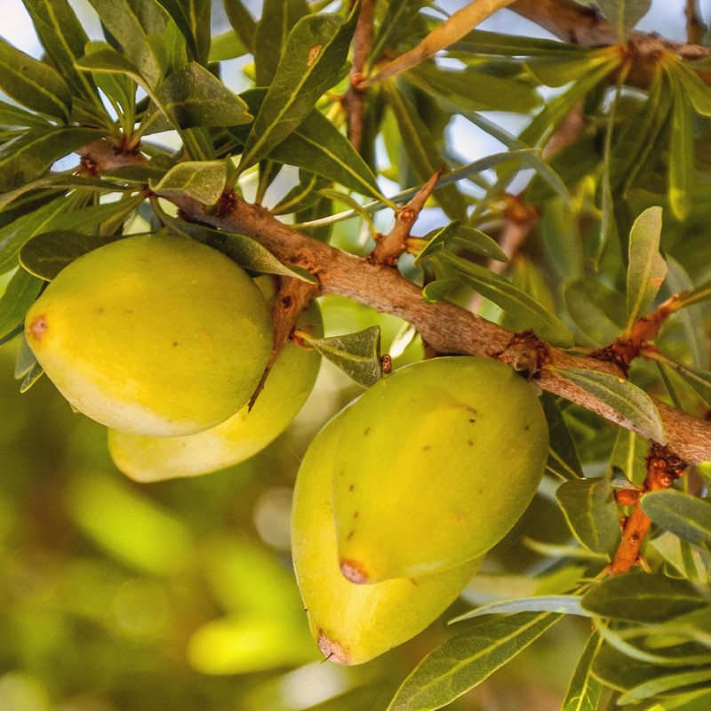 Naissance Argan Oil 500 ml, 100% Pure