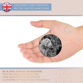 Destination Vinyl ltd Magnet for Refrigerator, Fridge BW - Weimaraner Puppy Dog Cute Pet Animal for Office, Cabinet and Whiteboard, Magnetic Stickers, 43753