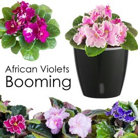 6-Pack 5 Inch Self Watering Pots for Indoor Plants with Indicator,Orchid Pot with Transparent Wick Pot for Orchids,Small African Violet Pot for African Violet,Self-Watering Planter for Plants