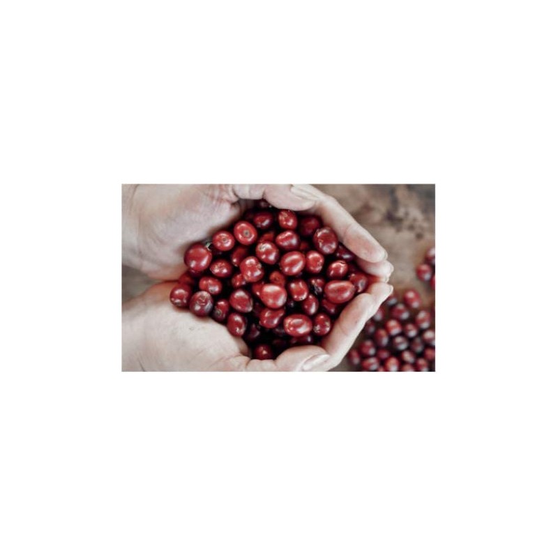 Bristot Single-Serve Compostable Coffee Pods | Low Acid | E.S.E.