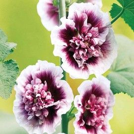 Outsidepride 25 Seeds Perennial Alcea Rosea Crème de Cassis Maroon Hollyhock Flower Seeds for Planting