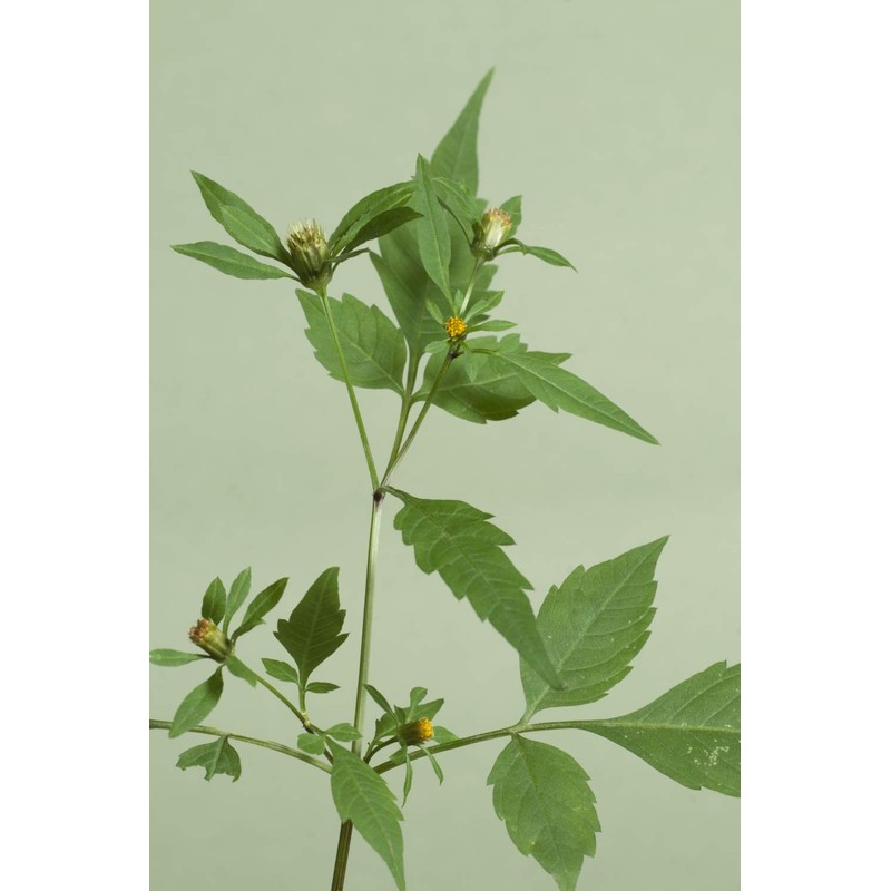 Health Embassy Three-Lobe Beggarticks Herb (Bidens tripartita L), 50 g