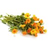 Marigold Flower Tea - Dried Loose Leaf By Nature Tea