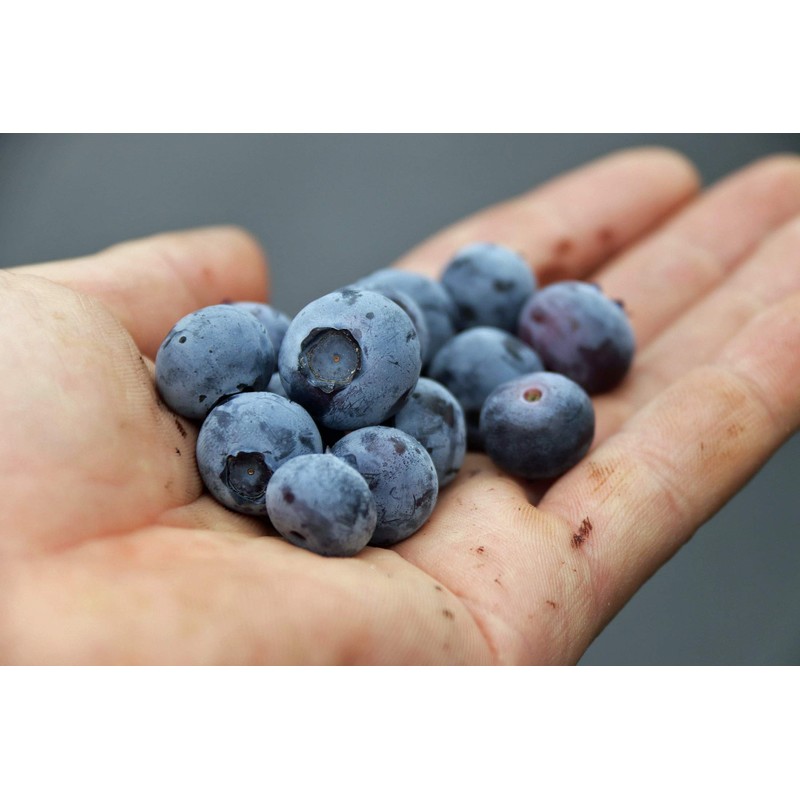 Blueberry Plant - BLUERAY - Extra-Large Fruits, Excellent Flavor and