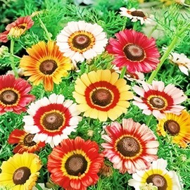 900 Perennial Painted Daisy Flower Seeds for Planting Outdoors-Chrysanthemum Carinatum Flower Garden Seeds