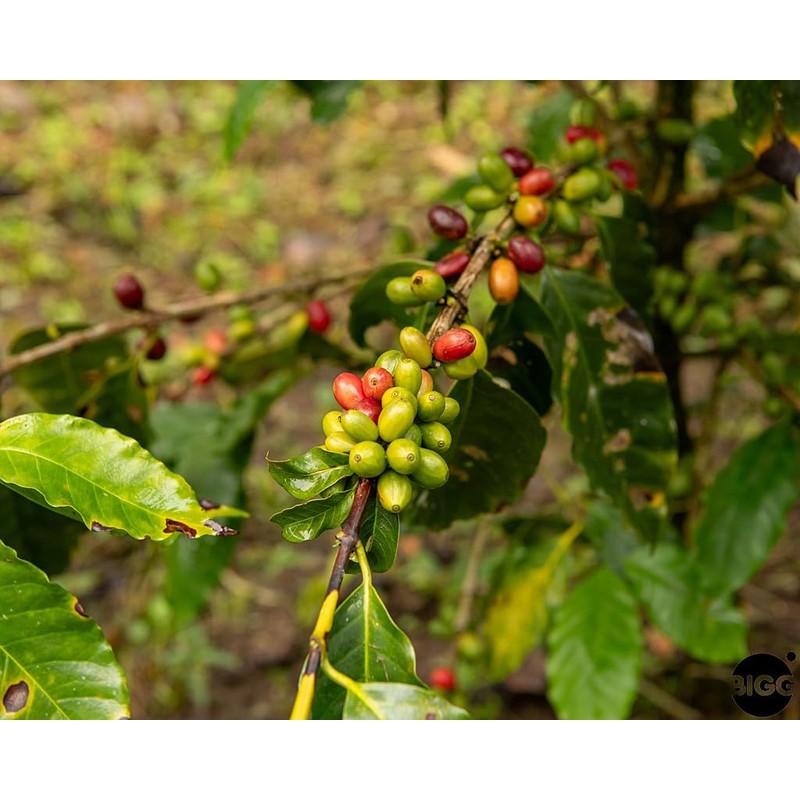 BIGGBY COFFEE Whole Bean Coffees (5 LB, Finca La Fortaleza)