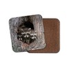 1 x Raccoon Family Coaster - Den Wildlife Wild Animal