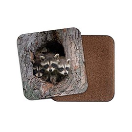 1 x Raccoon Family Coaster - Den Wildlife Wild Animal Cute Cheeky #14944