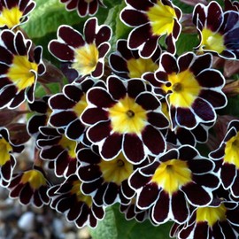 CEMEHA SEEDS - Seeds Primrose Garden Mix Perennial Flowers for Planting