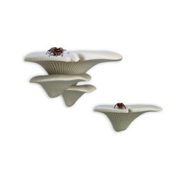 Jumping Spider Mushroom Shelf, Magnetically Concealed Jumping Spider Habitat,Serves As Enclosure Decorate Accessories for Spider Climbing Feeding and Platforms (Simulated wood)