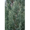 Blue Point Juniper | 1 Size #1 Tree | Juniperus