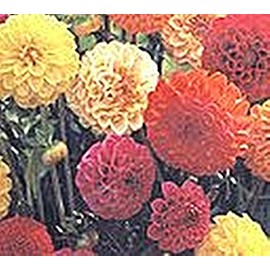 Dahlia Pompon Double Mix Annual Seeds