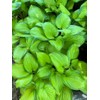 Hosta 'Guacamole' Plantain Lily 2 Gallon
