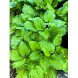 Hosta 'Guacamole' Plantain Lily 2 Gallon