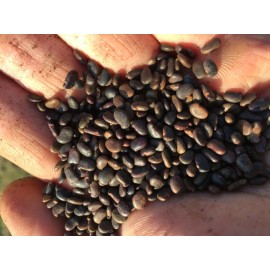 Interwoven Nursery Black Locust Seeds ~200 (Robinia pseudoacacia) Easy to Germinate, Nitrogen Fixer