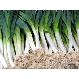 250 Carantan Leek Seeds | Non-GMO | Heirloom | Instant Latch Garden Seeds | Fresh Garden Seeds